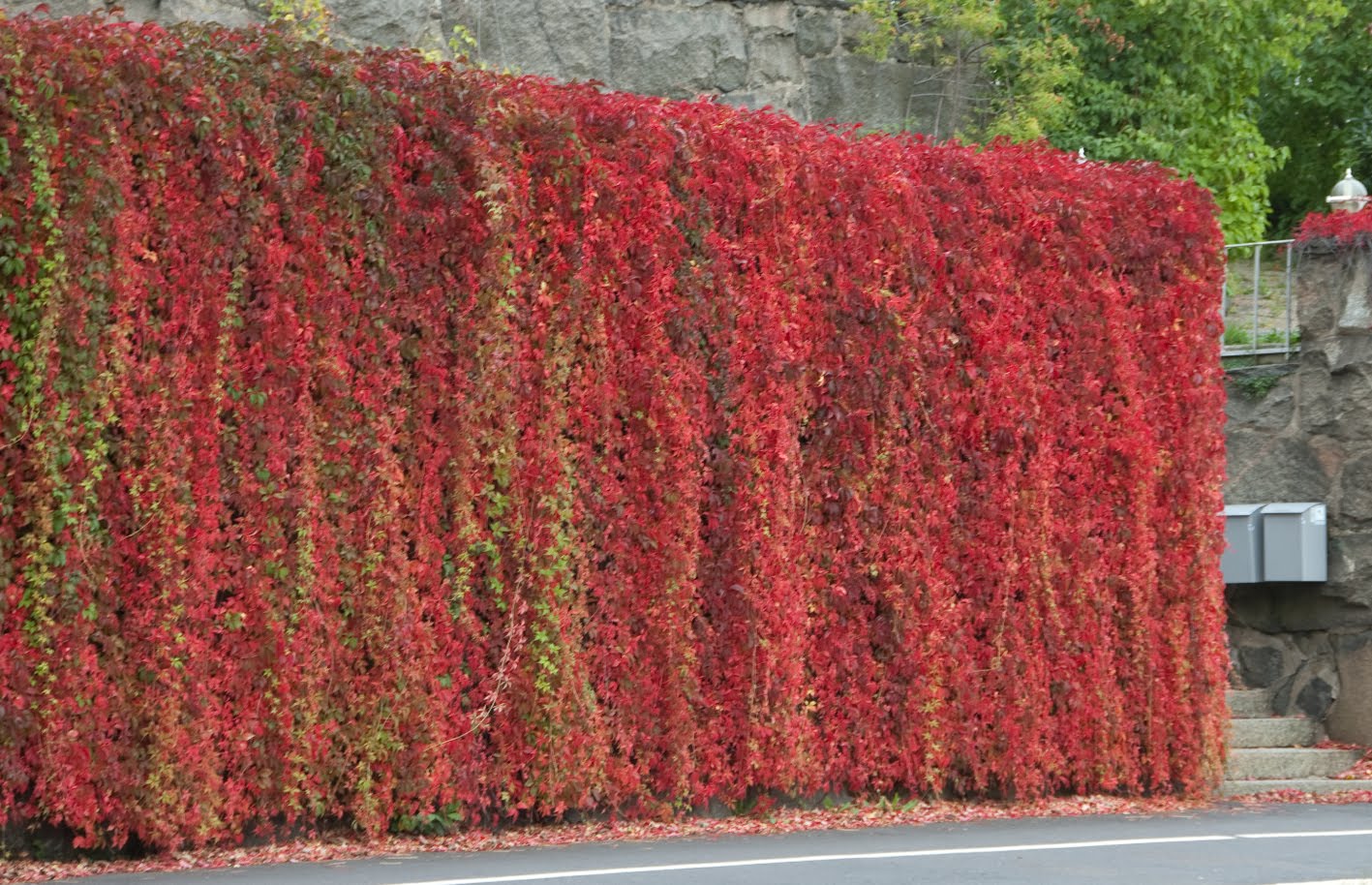 Klorofyllidyll: september 2010