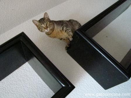 Estantería pasarela de gatos con muebles de la basura