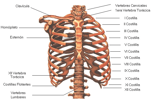 Cuerpo Humano Huesos Total