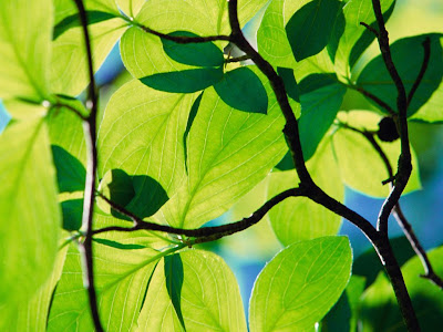 wallpaper vista nature. wallpapers vista nature. wallpaper vista nature.