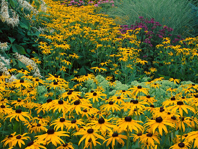 Free Wallpapers Of Flowers Free Wallpapers Of Flowers