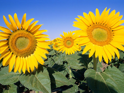 sunflowers wallpaper. sunflowers wallpaper. sunflowers wallpaper.