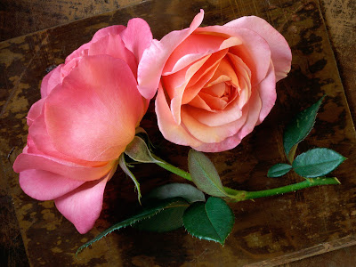 Flowers Wallpapers Roses. Flowers Wallpapers part 8