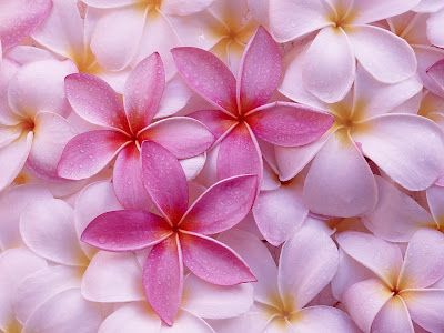 Flowers Wallpapers part 10 Flowers Wallpapers part 10