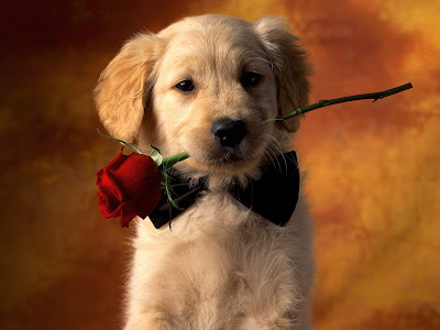 Collection of Dog Wallpaper puppy dog wallpaper. Collection of Dog Wallpaper