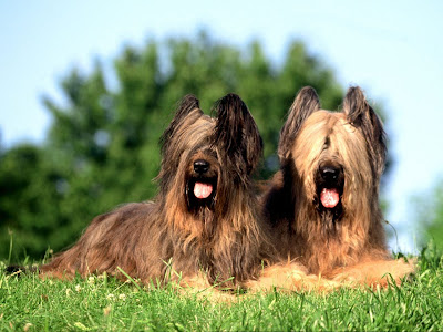 Cute Puppies Cute Puppies