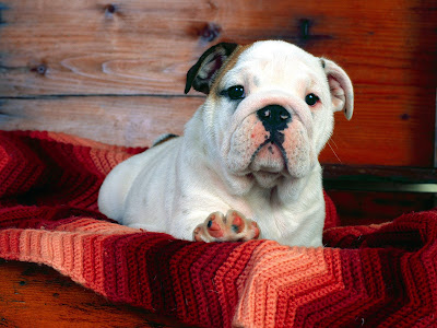 Cute Puppies Cute Puppies