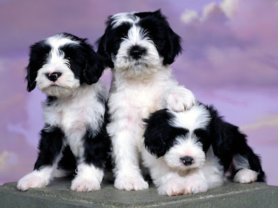 Cute Puppies Cute Puppies