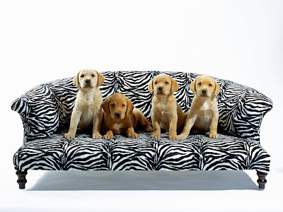 Cute Puppies Cute Puppies