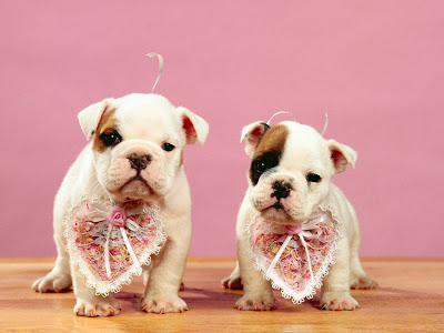 Cute Puppies Cute Puppies