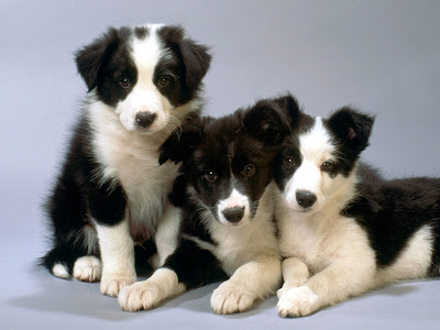 border collie wallpaper. Dogs Wallpapers part 2