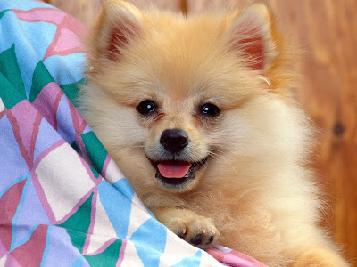 Dogs Wallpapers part 2 pomeranian wallpaper. Dogs Wallpapers part 2