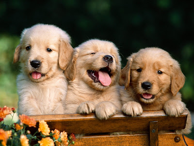 Dogs Wallpapers part 3 Dogs Wallpapers part 3