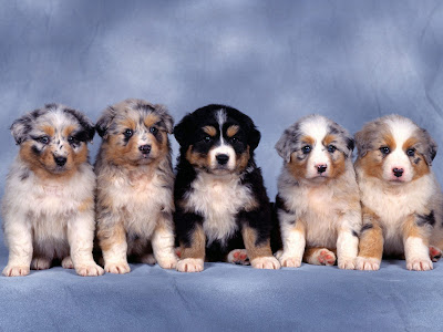puppies and dogs wallpapers. and dogs wallpapers.