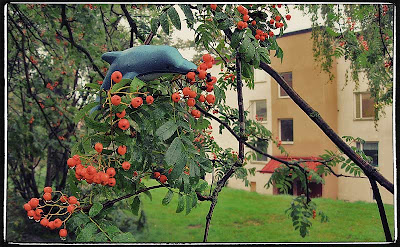 Av okänd anledning har en delfin placerats i ett rönnbärsträd. Trädet står nära Skogås centrum.