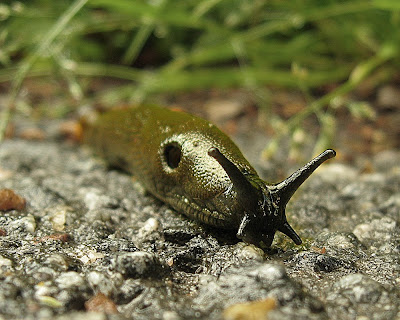 En snigel.