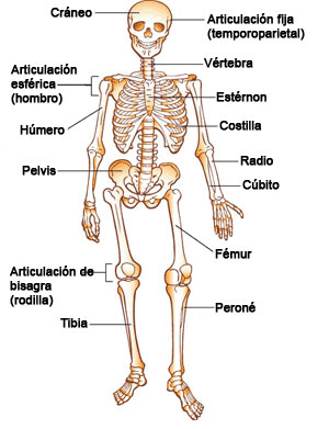 LOS MUSCULOS DE LA COLUMNA los musculos de la columna: