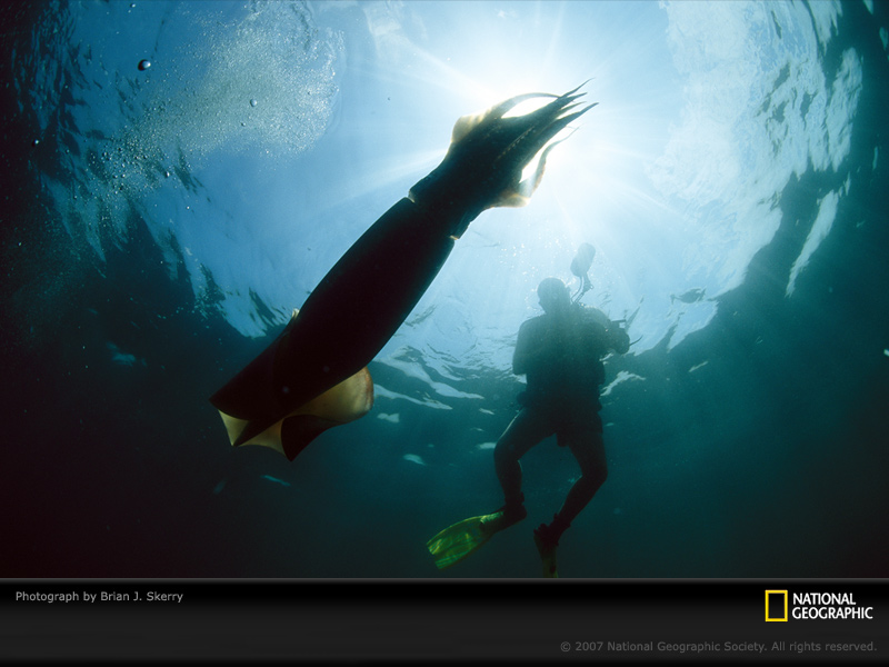 [humboldt-squid-and-diver-photography-760214-sw.jpg]