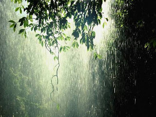 orman , yağmur , forest , rain orman , yağmur , forest , rain