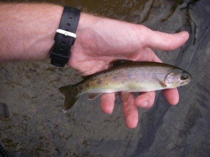 [Image: wild+bow.jpg]
