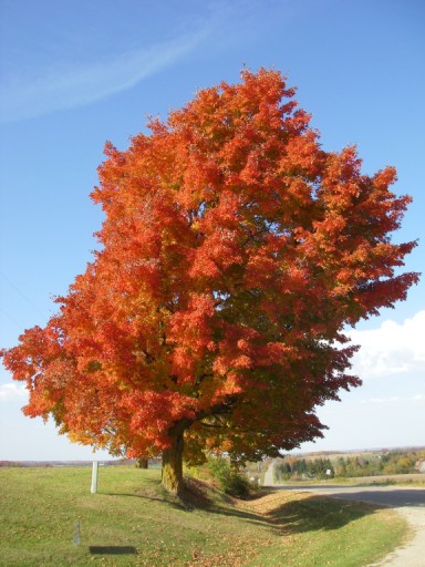 [Image: tree.jpg]