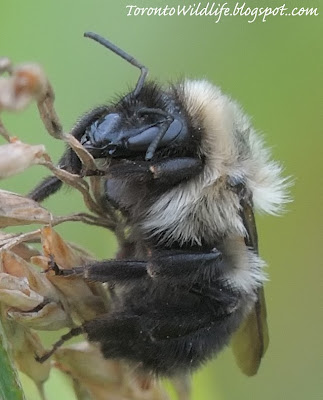 Sleeping Honey Bee, Toronto photographer Robert Rafton