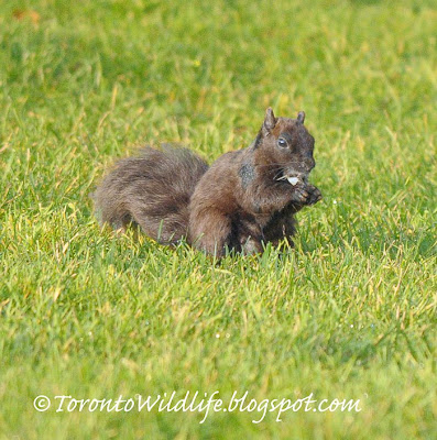 Non-existent black squirrel