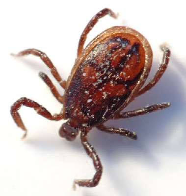 rown recluse spider bites on brown recluse spider bite rash. rown recluse spider bites on