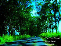 Tree Tunnel