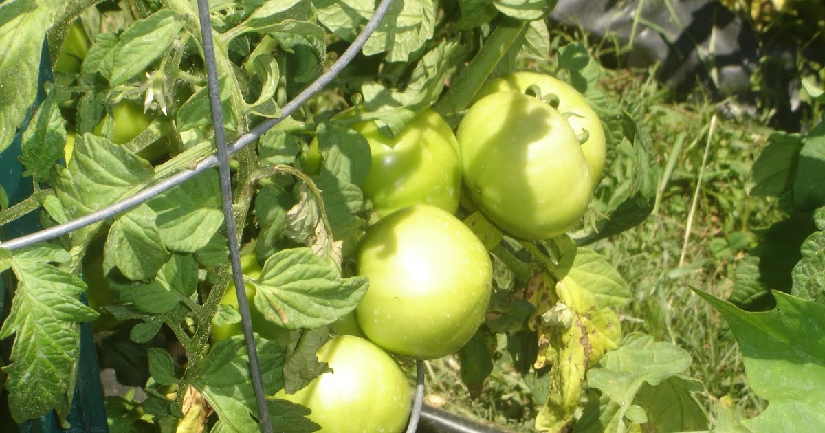 UALC Community Garden What Can We Learn From Our Tomato