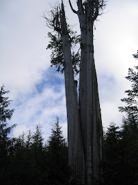 world's largest red cedar