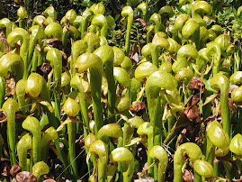 Huge pitcher plants