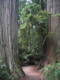 Redwoods