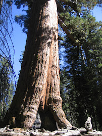 Mariposa Grove Sequoia
