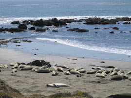 not logs--elephant seals on the beach