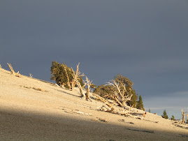 bristlecones--not snow-dolomite rock