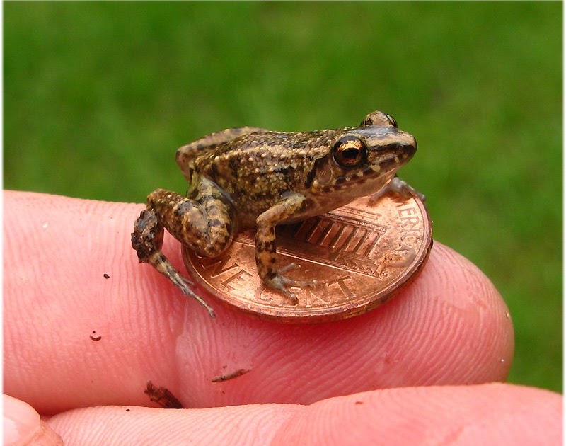 Unique The world's smallest frog