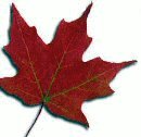 [leaf.bmp]