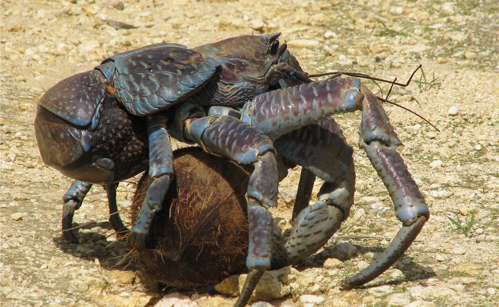 ellergy THE WORLD'S LARGEST CRUSTACEAN