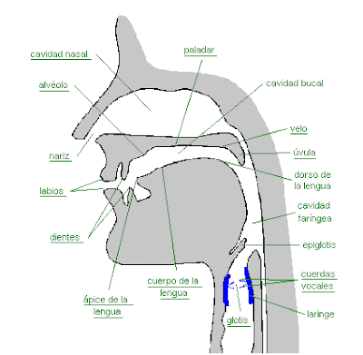 organos fonadores. logopedia a domicilio madrid