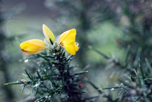 [gorse.JPG]