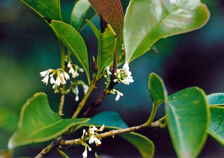 [Osmanthus_Madeira.JPG]