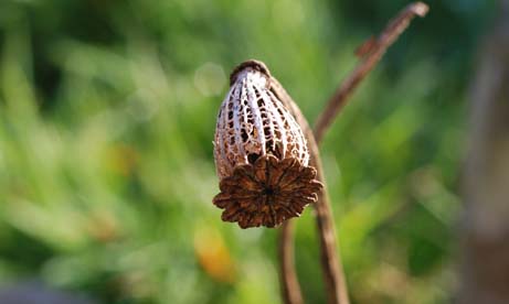 [Mohnkapsel1008xs.jpg]