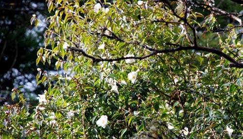 [Camellia_CornishSnow.jpg]