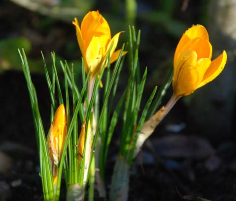 [Krokus_280109xs.jpg]