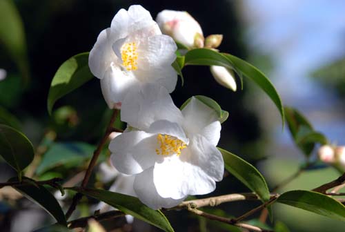 [Camellia_CornishSnow.JPG]