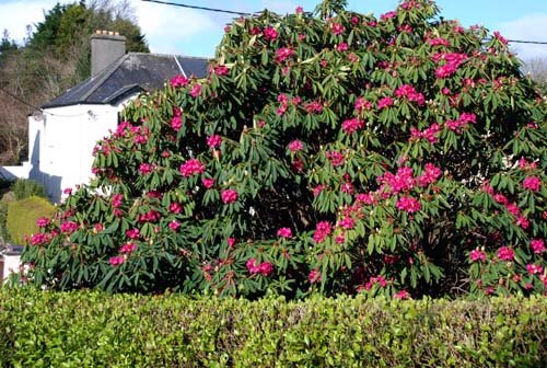 [Rhodo_arboreum010309.JPG]