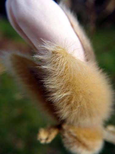 [Magnolien_fell_xs.jpg]