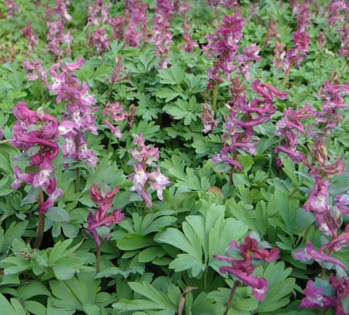 [Erdrauchwiese_xs.jpg]