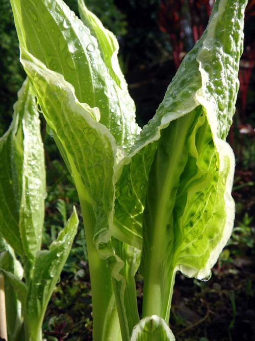 [Hostablätter0409+_xs.JPG]